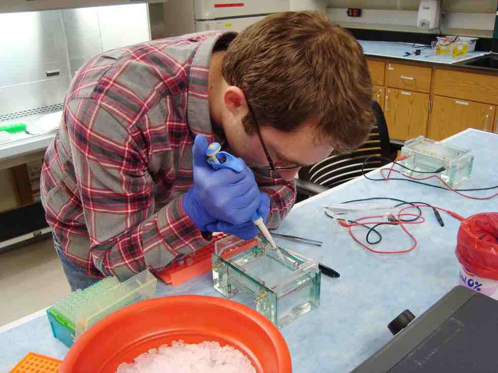 CMB student pipetting into gel box.